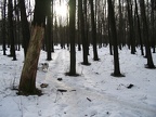 2005-01-17 14-11-56